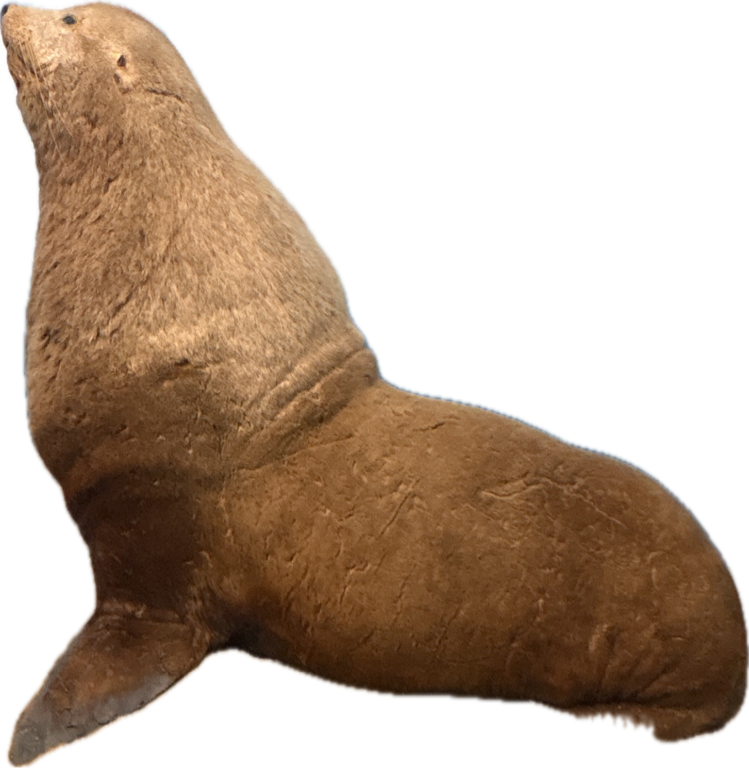 Galapagos Sea Lion, a captured specimen