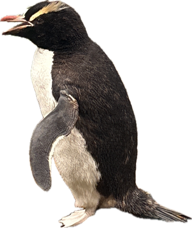 Rockhopper Penguin, a captured specimen