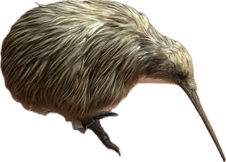 Kiwi