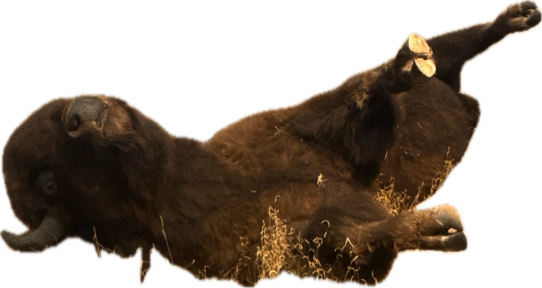 American Bison