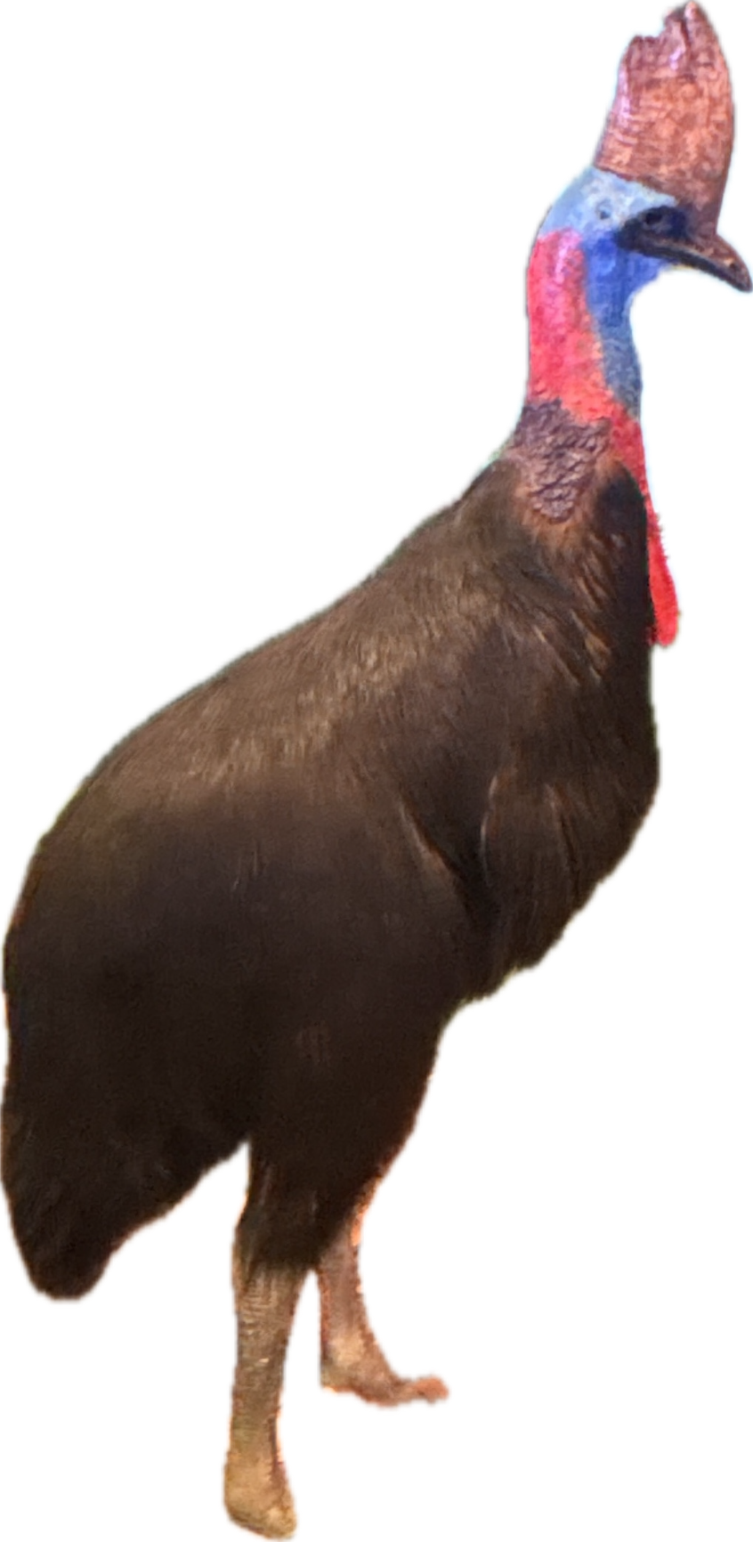 Cassowary