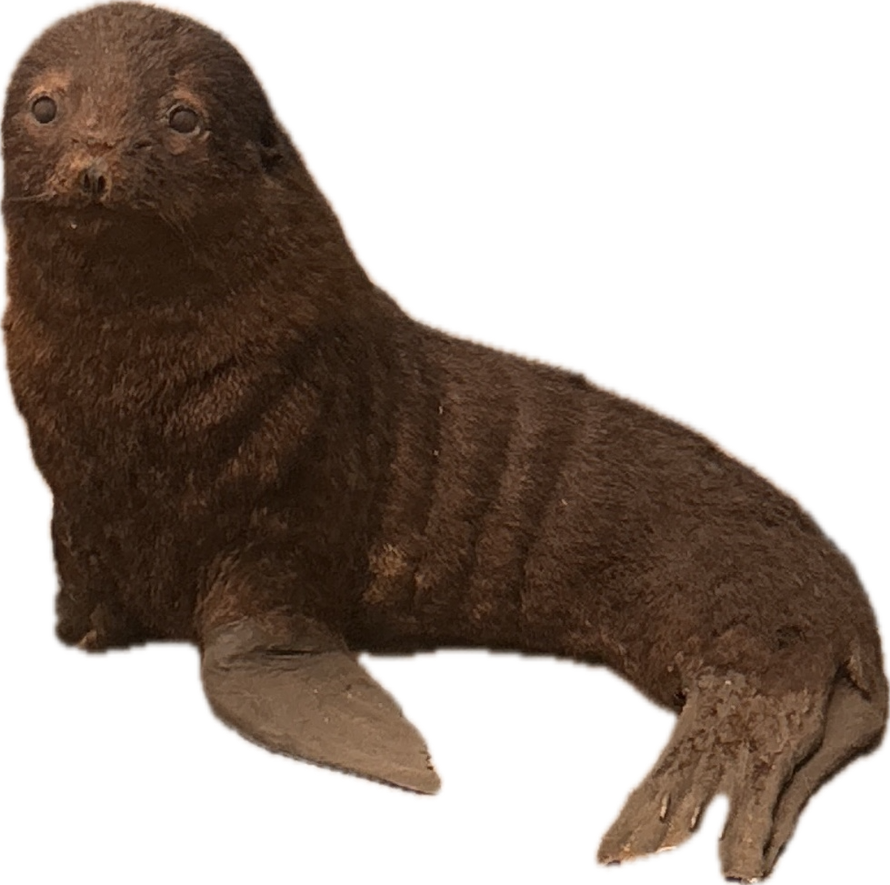 Northern Fur Seal, a captured specimen
