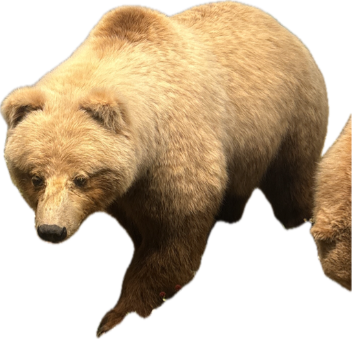 Brown Bear