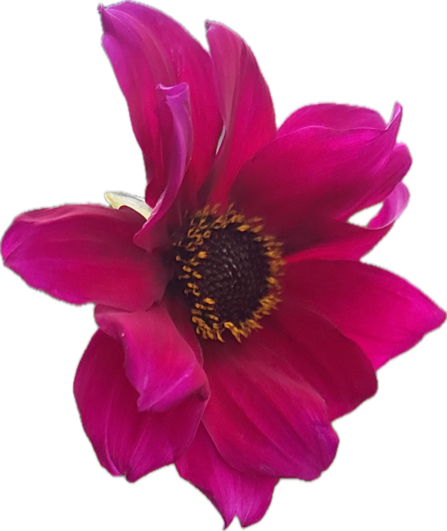 Dahlia, a recorded specimen