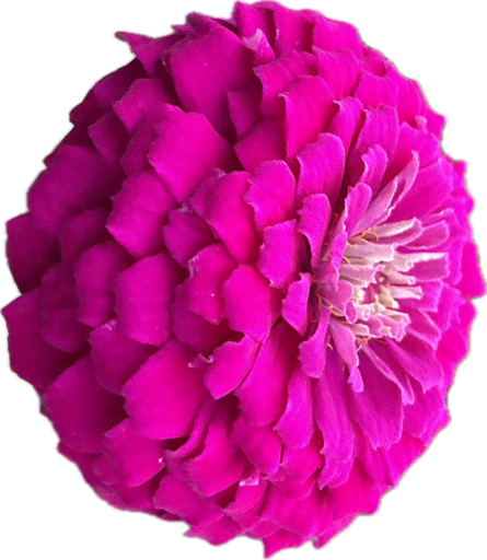 Dahlia