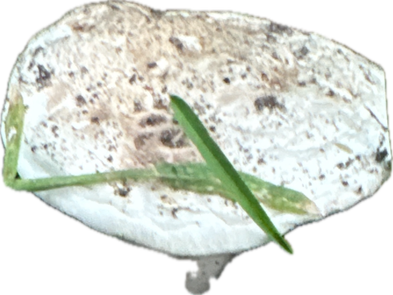 Puffball, a captured specimen