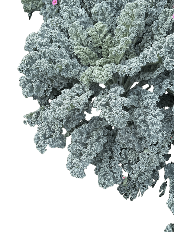 Curly Kale, a captured specimen