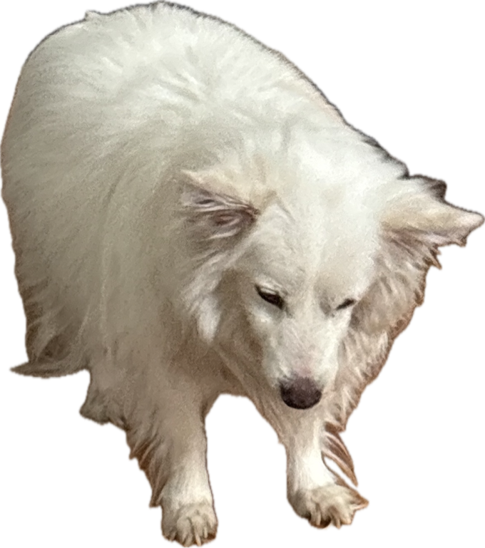 Samoyed, a captured specimen