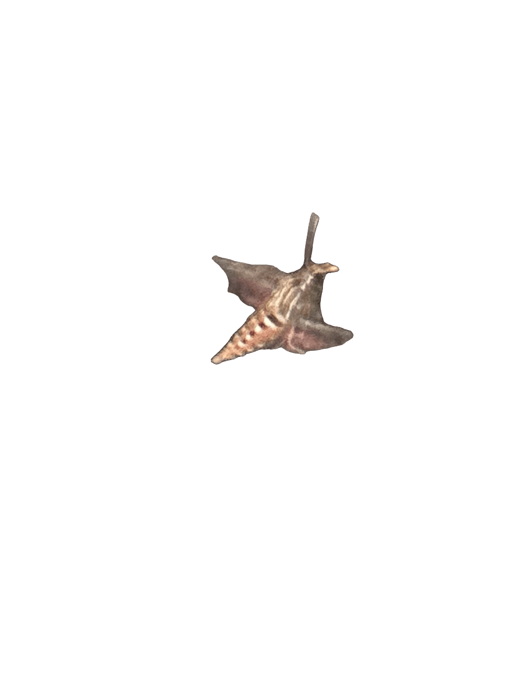 White-Lined Sphinx Moth, a captured specimen