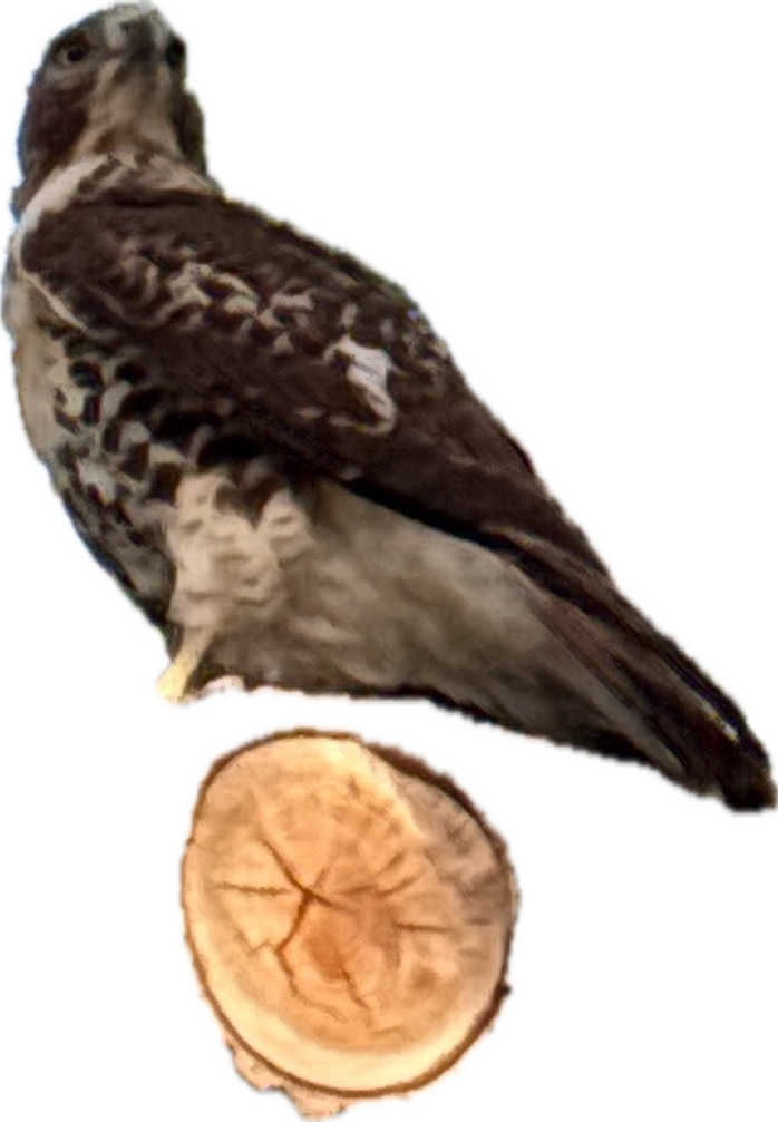 Common Potoo, a captured specimen