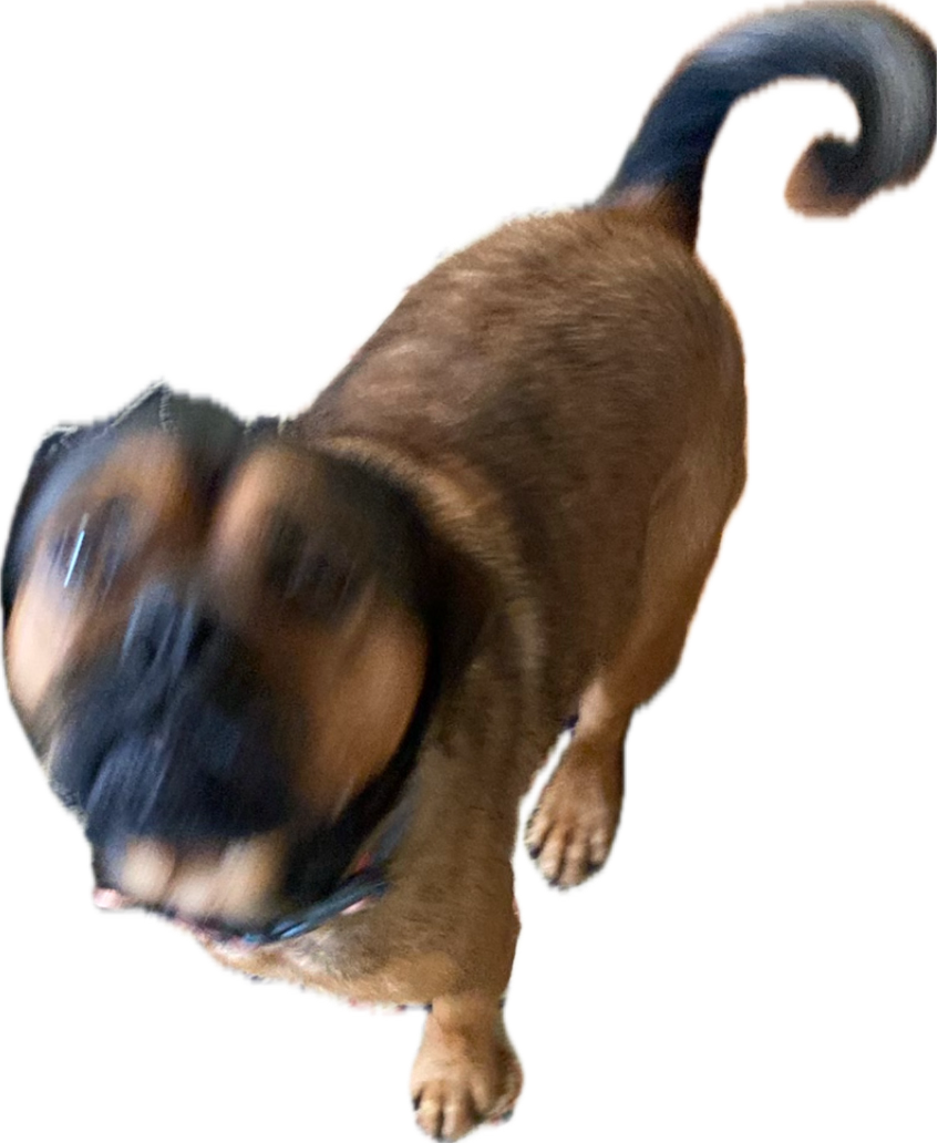 Basset Hound