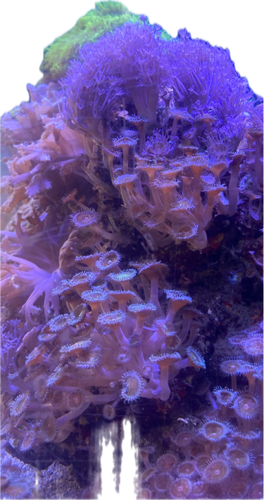 Coral