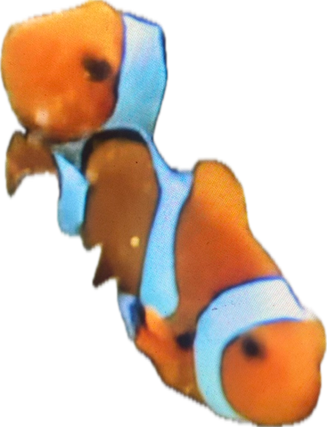 Ocellaris Clownfish, a captured specimen