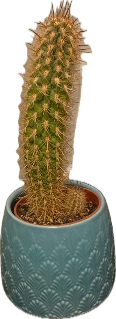 Columnar Cactus, a recorded specimen