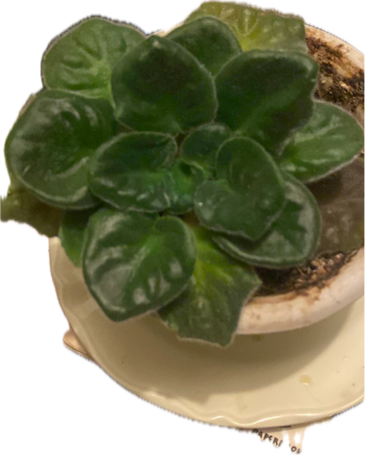 African Violet