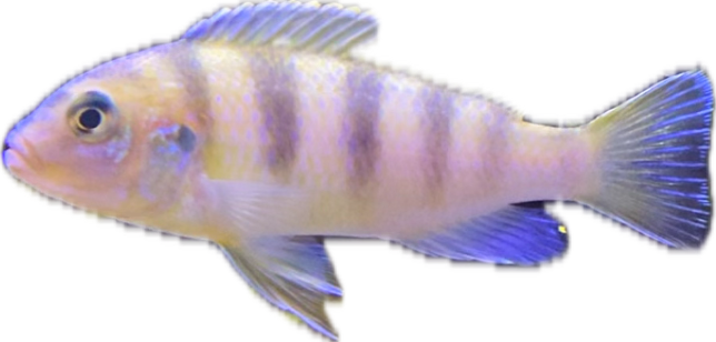 Convict Cichlid