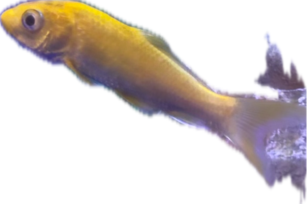 Yellow Goby