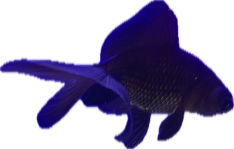 Goldfish, a recorded specimen