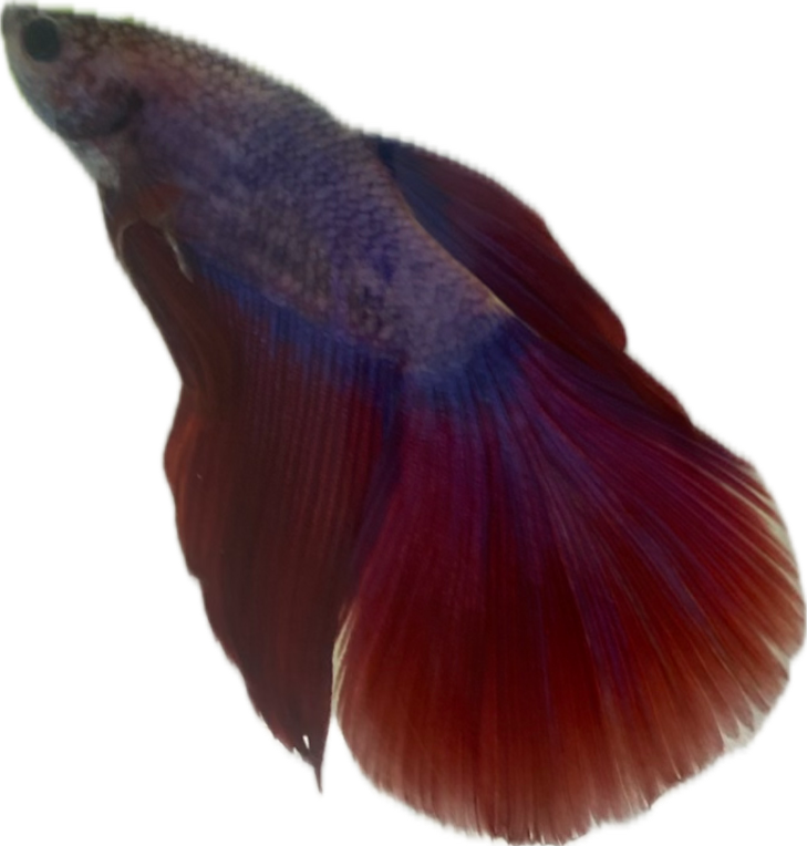 Betta Fish
