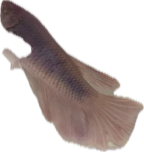 Betta Fish, a recorded specimen