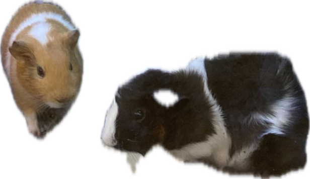 Guinea Pig