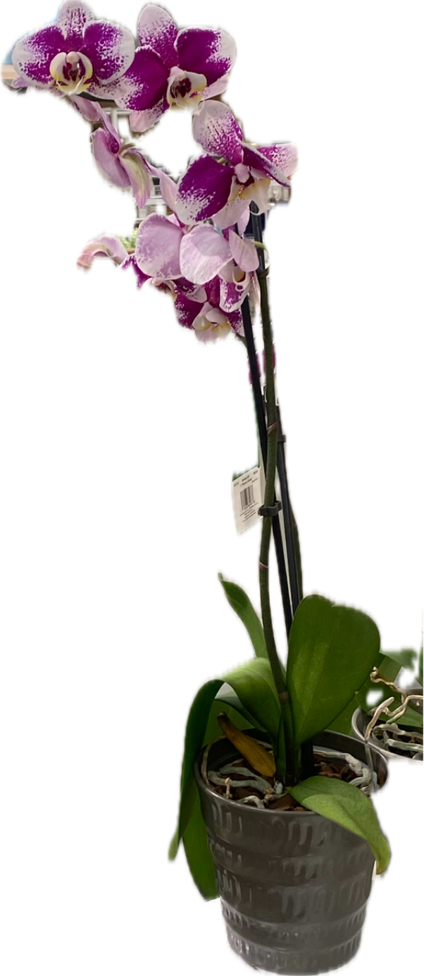 Phalaenopsis Orchid, a recorded specimen