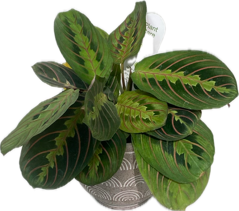 Calathea