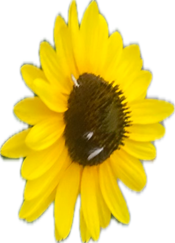 Sunflower, a recorded specimen