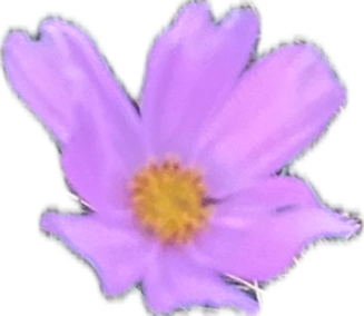 Cosmos