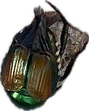 Japanese Beetle