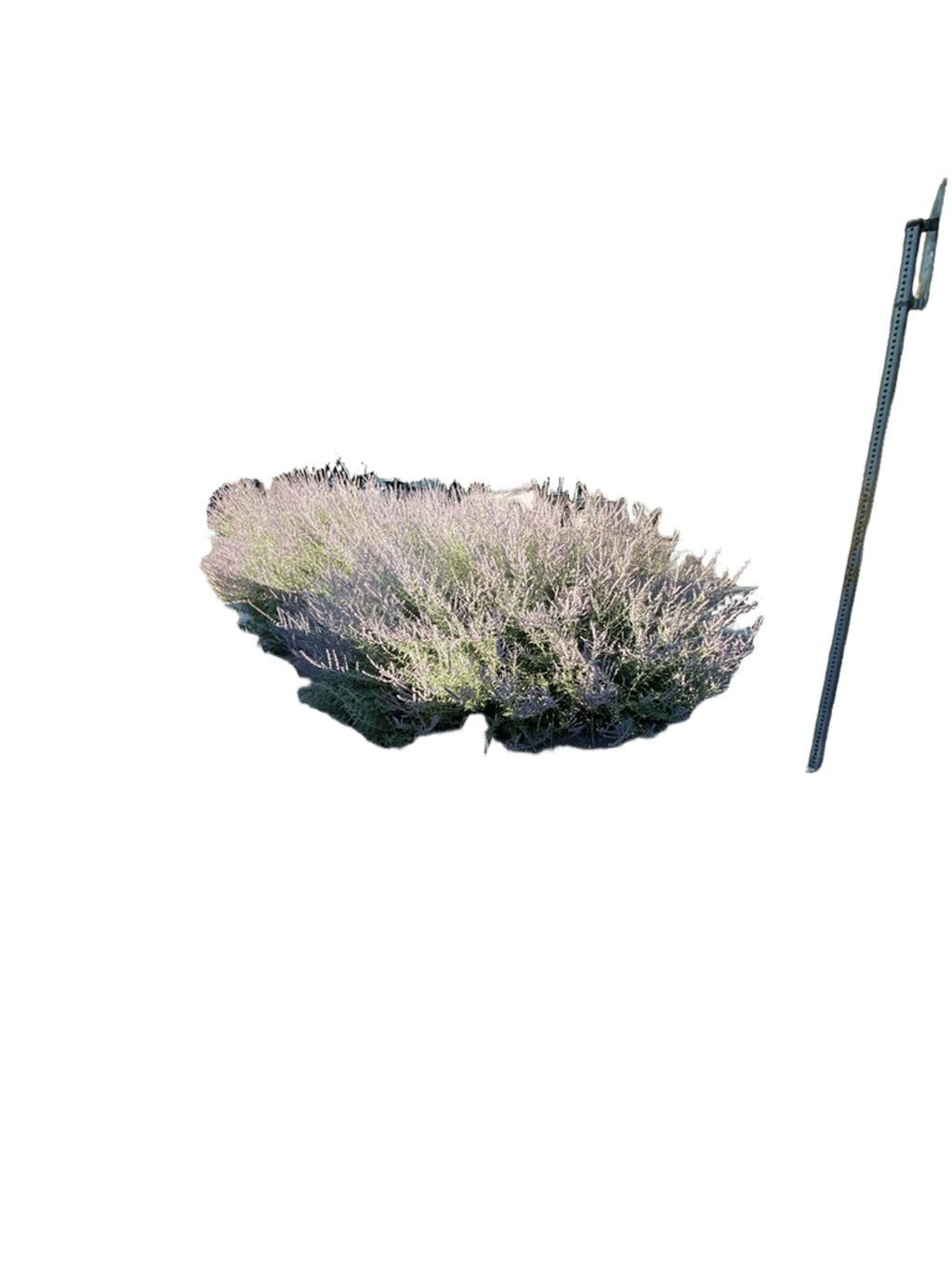 Lavender, a recorded specimen
