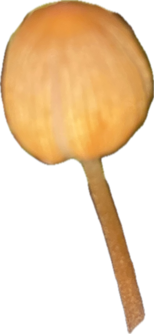 Umbrella Plant Seedling