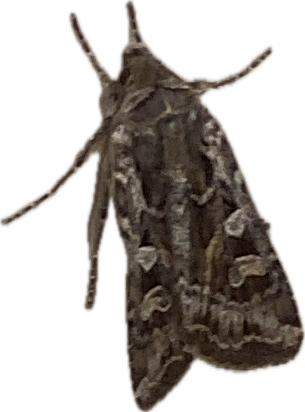 Noctuid Moth