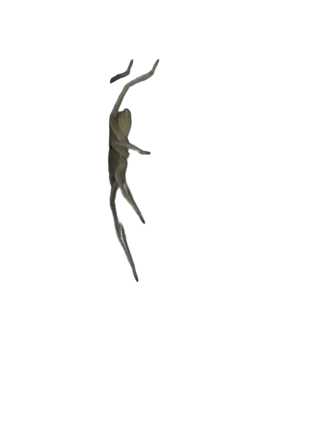 Whip Scorpion, a recorded specimen