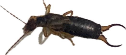 Earwig, a recorded specimen