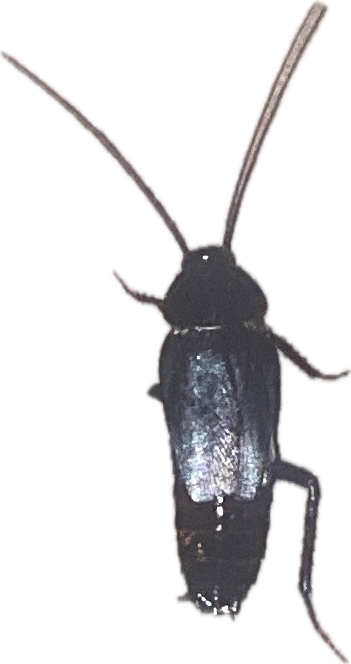 Cockroach, a recorded specimen