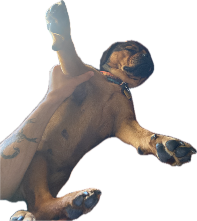 Pug, a recorded specimen