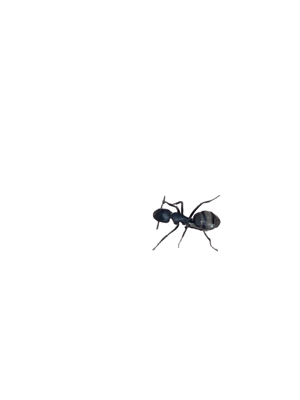 Ant, a recorded specimen