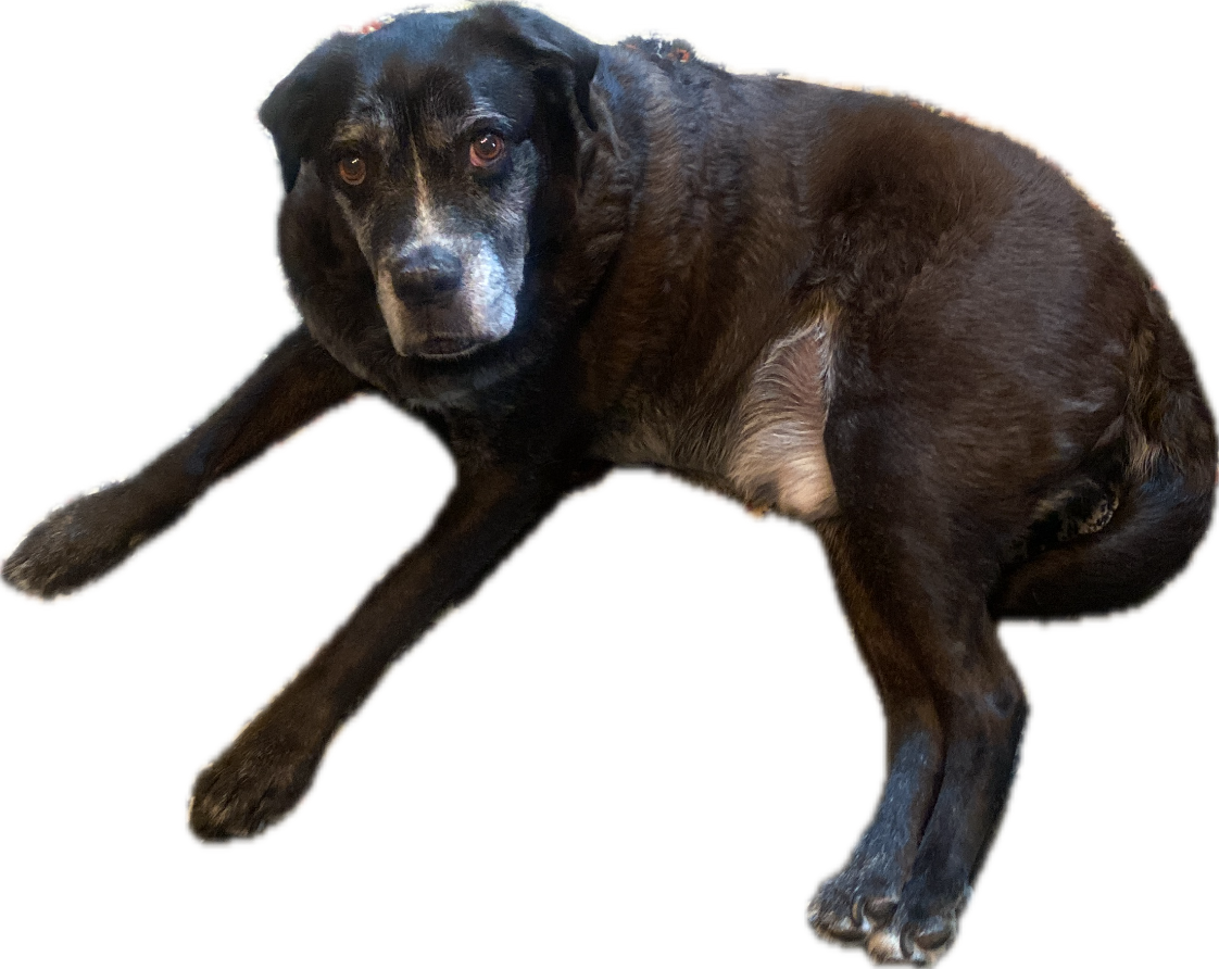 Black Labrador Retriever