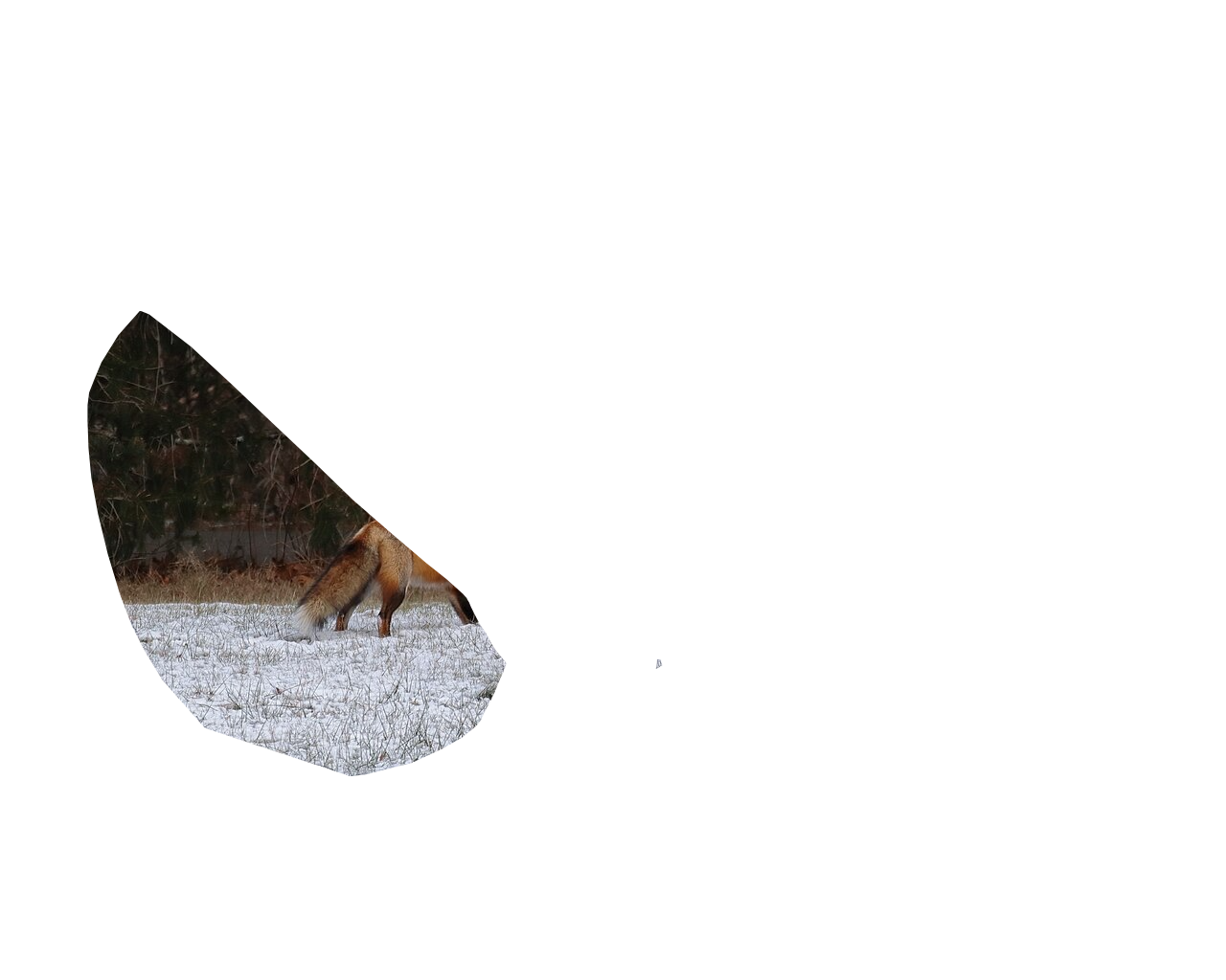 Red Fox, a recorded specimen
