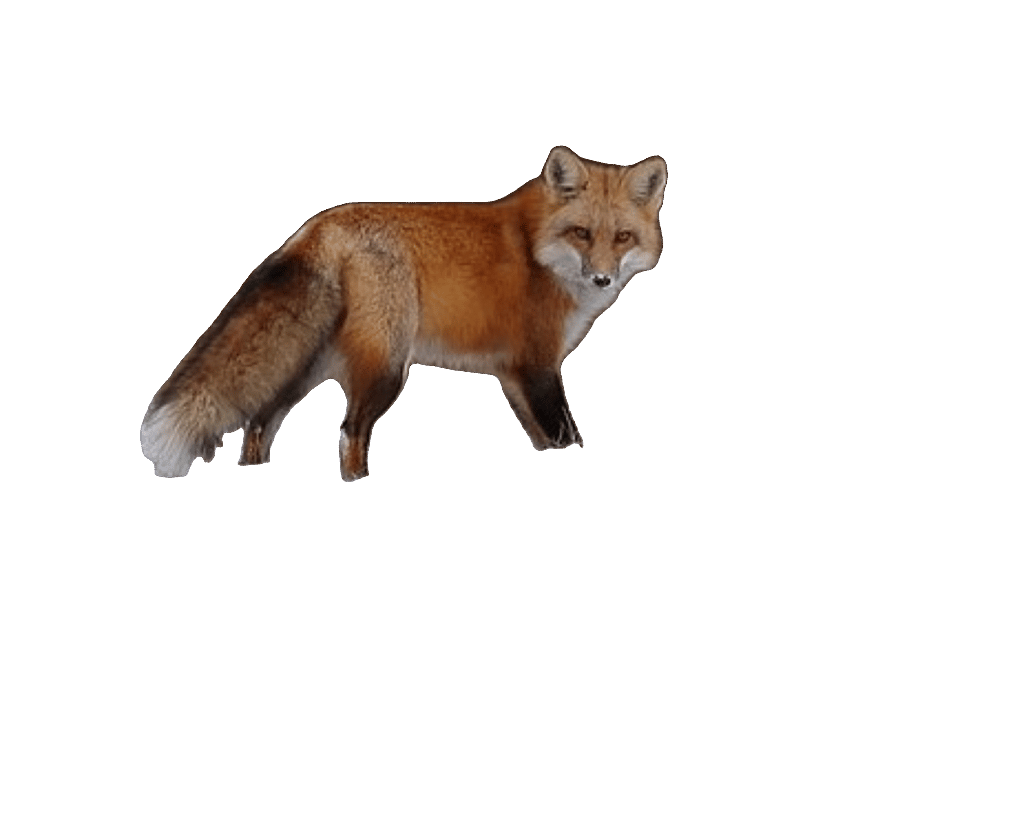 Red Fox