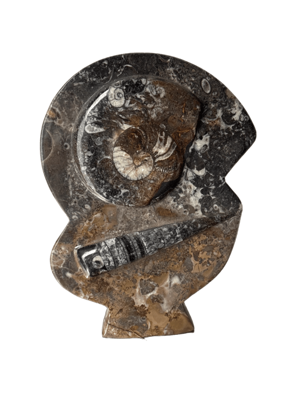 Ammonite Fossil Brooch, a captured specimen