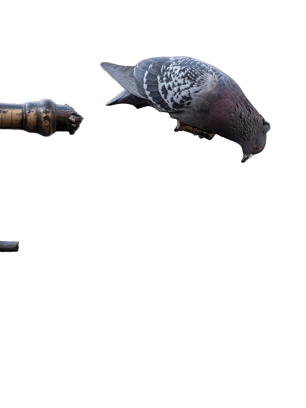 Pigeon, a recorded specimen
