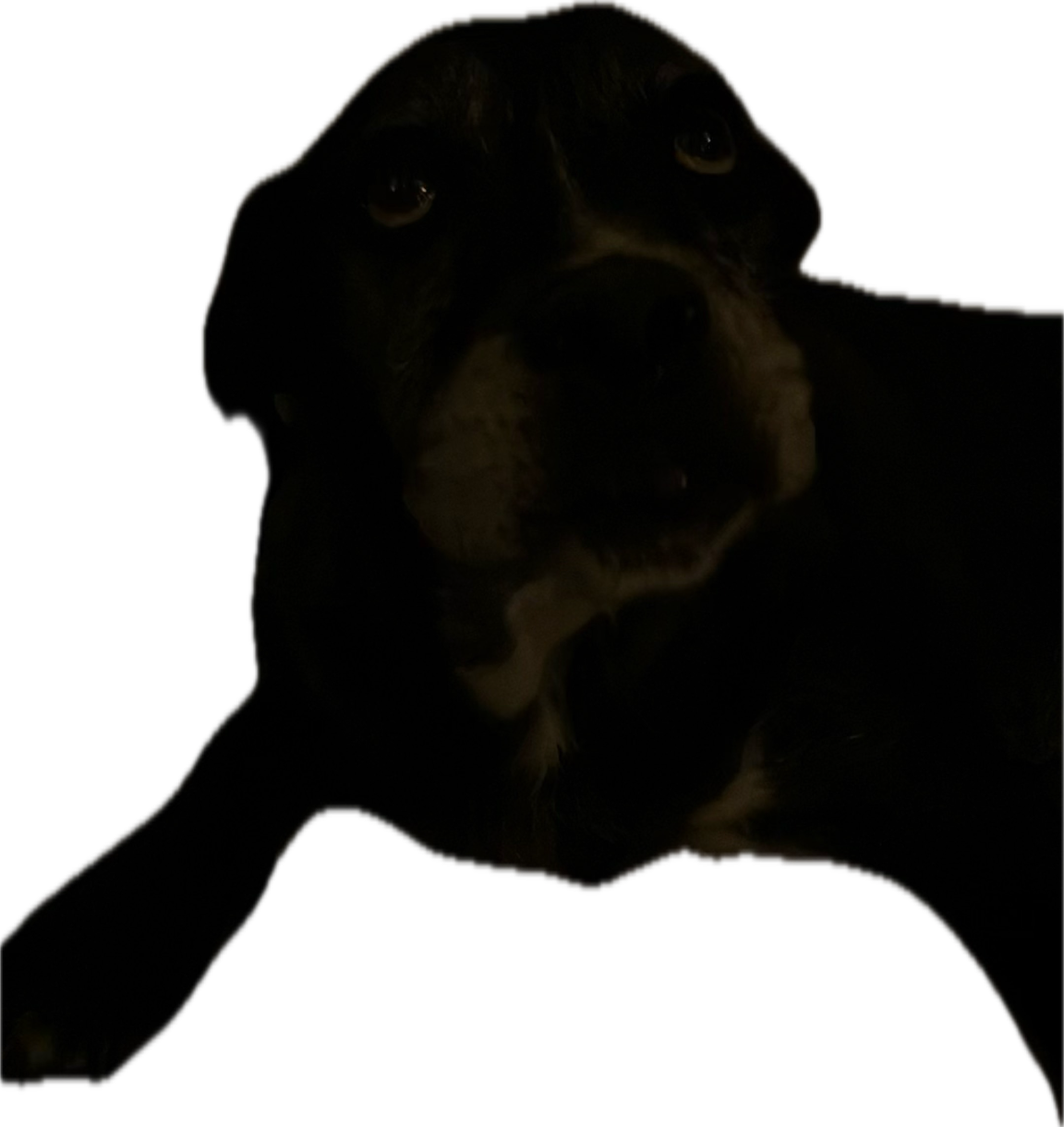 Dog, a recorded specimen