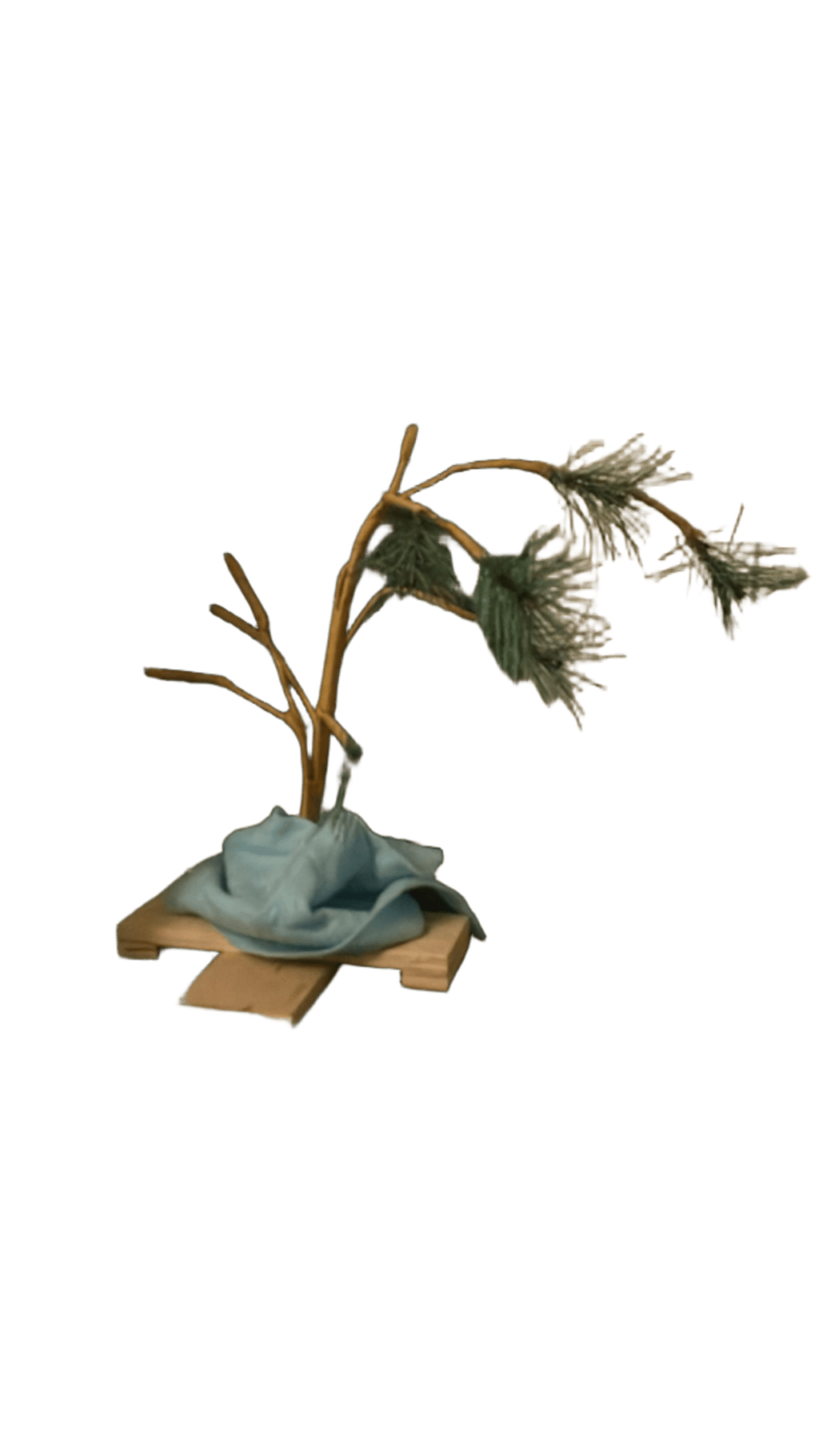Conifer Seedling
