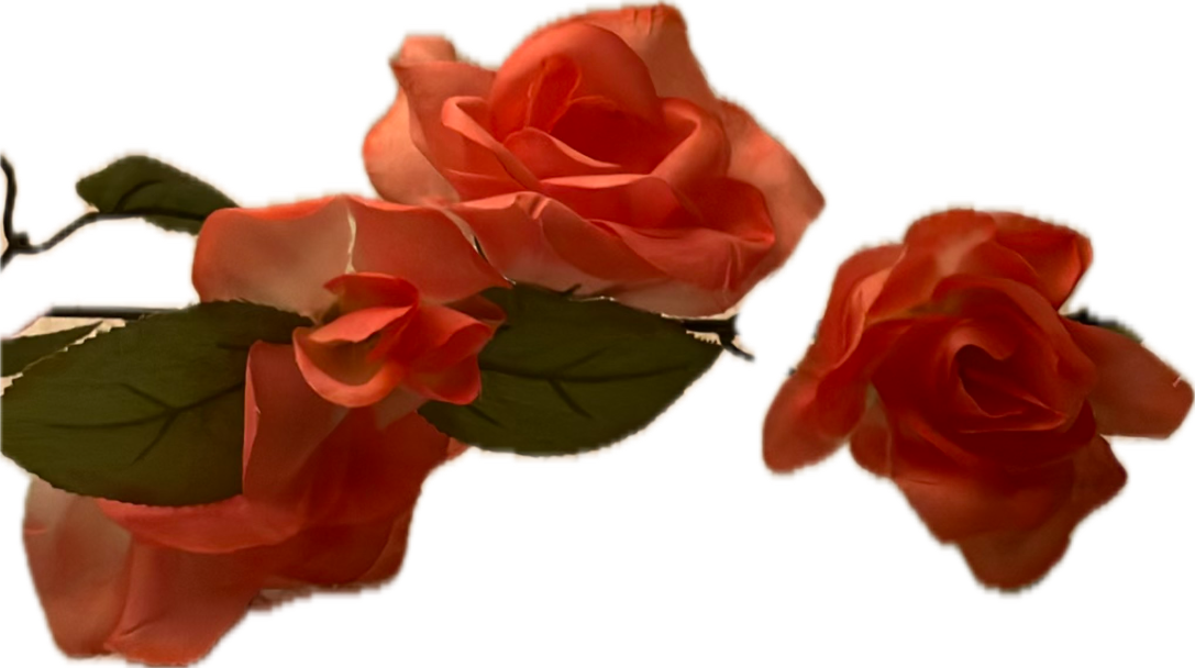 Rose, a recorded specimen