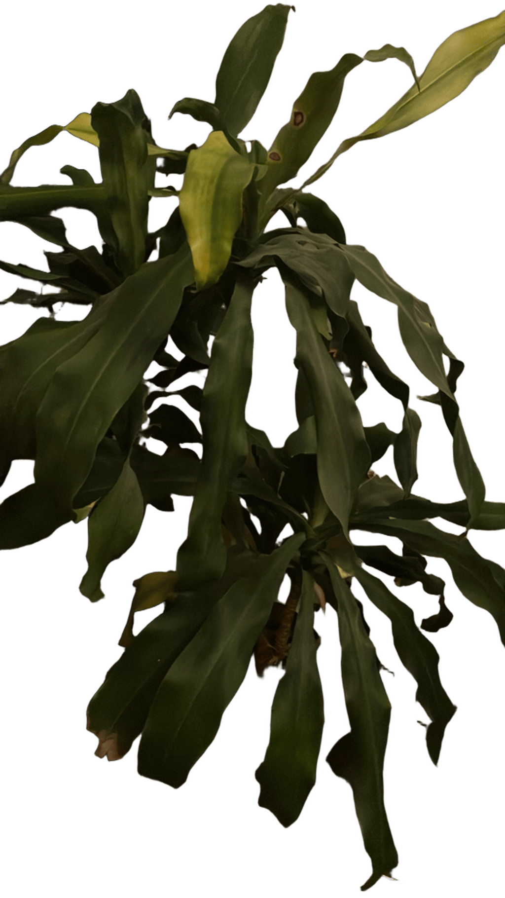 Corn Plant