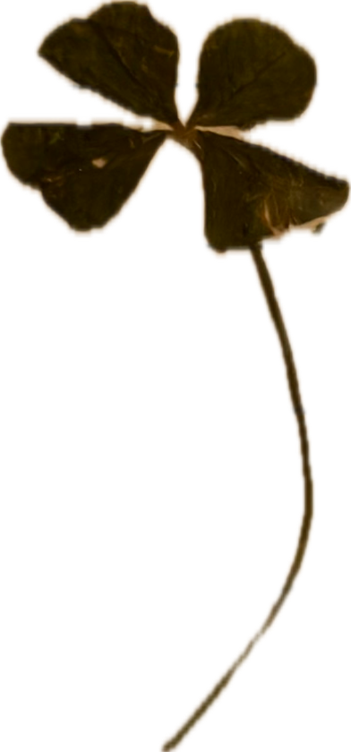 Four-Leaf Clover