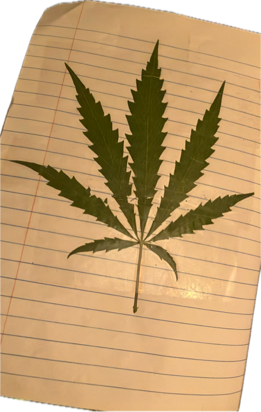 Cannabis