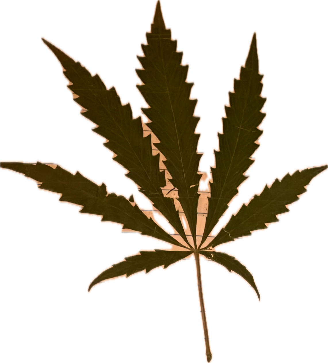 Cannabis Leaf